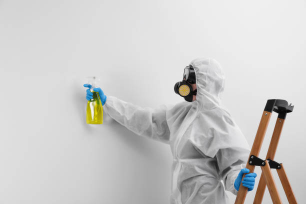 Best Environmental Consulting for Mold Prevention in USA